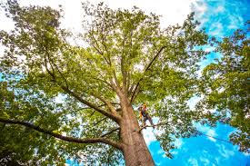 Best Tree Preservation Services  in Swansea, IL