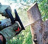 Best Tree Trimming and Pruning  in Swansea, IL