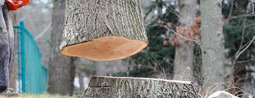 Best Tree and Shrub Care  in Swansea, IL