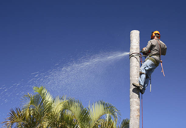 Best Lawn Maintenance Plans  in Swansea, IL