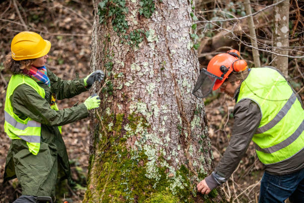 Best Tree Health Inspection  in Swansea, IL