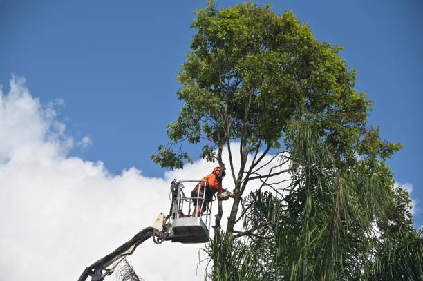Best Tree Risk Assessment  in Swansea, IL