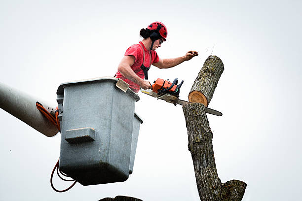 How Our Tree Care Process Works  in  Swansea, IL