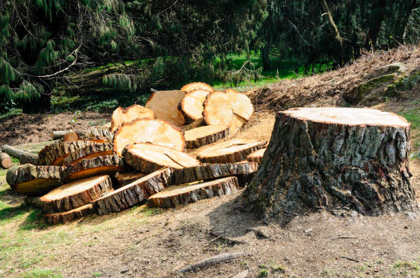 Trusted Swansea, IL Tree Care Experts
